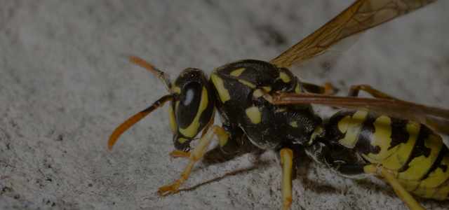 Wasp Marketing: Why Wasps Make Great Internet Marketers