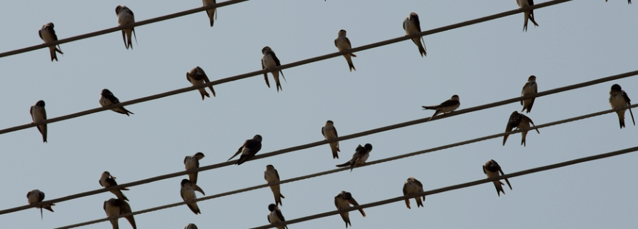 Why You Want More Twitter Followers (or Do You?)
